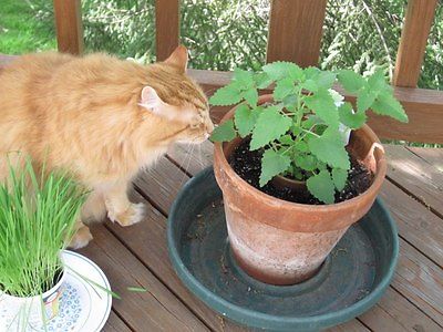 Nepeta Cataria Seeds -Catnip-Perennial Herb Felines Love -theseedhouse 50 Seeds