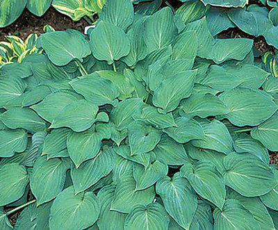 Hosta Plant - GREEN LAMA - Organic Gardening Plants - Shade Perennial - 2 Shoots