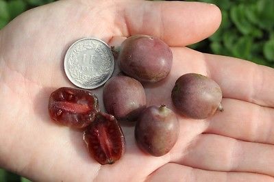 Kiwi Seeds - GRAPE KIWI - Rare Baby Kiwifruit, Red Flesh - GMO FREE - 25 Seeds 
