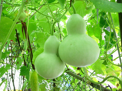 Gourd Seeds - CHINESE WATER JUG - Gourd Drying Instructions Included -10 Seeds 