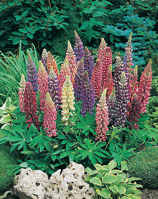 Lupin Seeds - GALLERY MIX - Unbelievable Beautiful Display of Colors - 25 Seeds