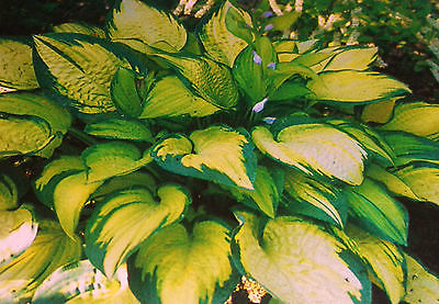 Hosta Plant - ORANGE MARMALADE - Dark Green Margins - Shade Perennial - 2 Shoots