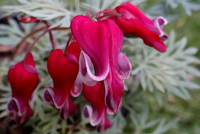 Dicentra Spectabilis Seeds - KING OF HEARTS - Shade Perennial - 10 Seeds 