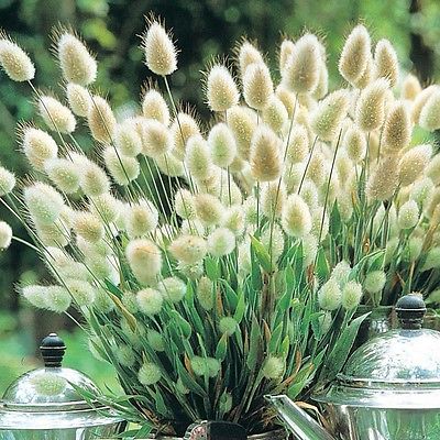 Ornamental Grass Seeds - BUNNY TAILS - Drought Tolerant -Easy to Grow - 20 Seeds