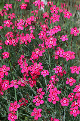 Maiden Pink Seeds - Great Border Perennial - Tiny Pink Flowers - 25 Seeds