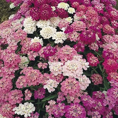 Candytuft Seeds ~ Fairy Mixed Colors ~ Low Growing, Fragrant Annual ~ 50 Seeds