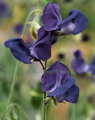 Sweet Pea Seeds - DRAMATIC NAVY BLUE - Deep Blue Color - Annual Vine - 10 Seeds