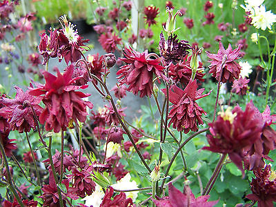 Columbine Seeds - RUBY PORT - Dark Ruby Double Blooms - Heirloom - 10+ Seeds 