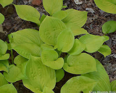 Hosta Plant - SHADE MASTER - Great Container Plant - Shade Perennial - 2 Shoots