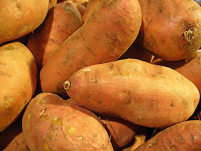 Sweet Potatoes - PORTO RICO - Bush Plant, Excellent Baked - ORGANIC - 2 Tubers