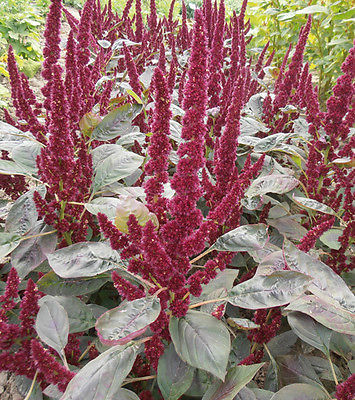 Amaranth Seeds - PYGMY TORCH - Amazing Dwarf Variety - Edible Leaves - 50 Seeds