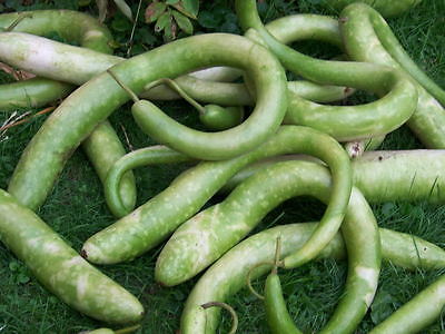 Gourd Seeds - CUCCUZI ITALIAN/SNAKE - Drying Instructions Included! - 10 Seeds