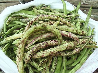 Bean Seeds - RATTLESNAKE - Climbing Vine - Gmo Free - Nutritious - 25 Seeds