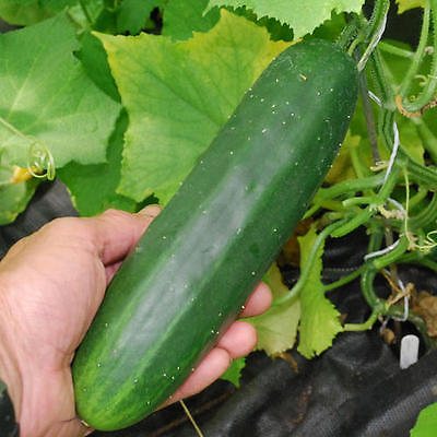 Cucumber Seeds -  MARKETMORE - Great for Making Pickles  - 50+ Seeds    