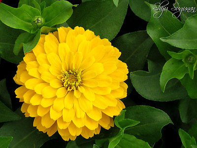 Zinnia Seeds - CANARY BIRD YELLOW - Brilliant Color - theseedhouse - 20+ Seeds -