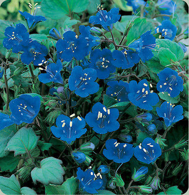 California Bluebell Seeds - Annual Wildflower -Stunning Blue Blooms- 25+ Seeds 