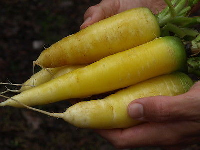 Carrot Seeds - 