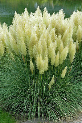 Ornamental Grass Seeds - WHITE FEATHER PAMPAS - Fast Growing Perennial- 20 Seeds