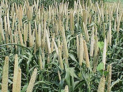 Millet Seeds - Excellent Source of Manganese, Phosphorus, Magnesium - 100+ Seeds