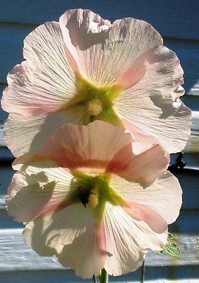 Hollyhock Seeds - PEACH - Bulk - Flowering Heirloom - theseedhouse - 100+ Seeds