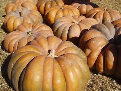 Pumpkin Seeds - FAIRYTALE - Unique Tan and Oak Color at Maturity - 10 Seeds 