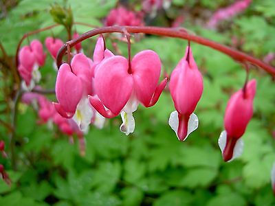 Bleeding Heart Seeds - PINK - Unusual Heart Shaped Flowers- Heirloom - 15 Seeds 