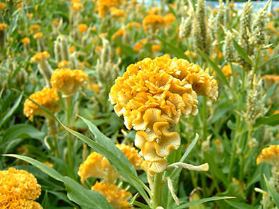 Cockscomb Seeds - BOMBAY YELLOW - Celosia -Heat Tolerant, Sun Loving- 10 Seeds