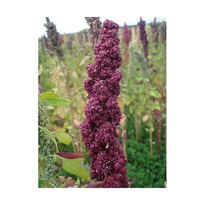 Quinoa Seeds - COLORADO BLACK - Highly Nutritious Grain - Protein - 100+ Seeds 