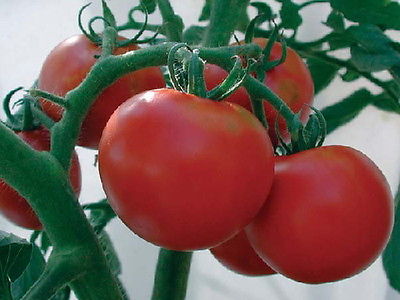 Tomato Seeds - RUTGERS - Popular Variety - Heirloom - theseedhouse - 25 Seeds 