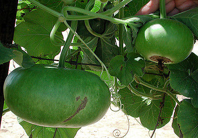 Corsican Gourd Seeds - Easy Drying Instructions Included -100% Organic-10 Seeds