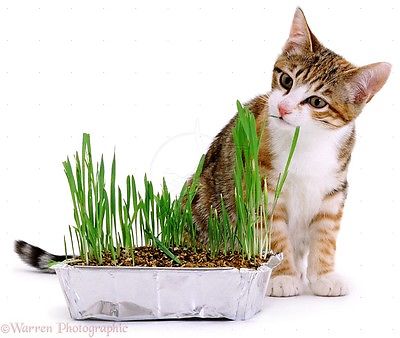Organic Cat Grass -RYE-Good Natural Nibbling Treat -Feline- 2000+ Seeds   =^..^=