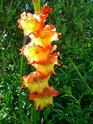 Gladiolus Bulbs - APRICOT DREAM - Sword Lily - Vibrant Blooms - 6 Bulbs