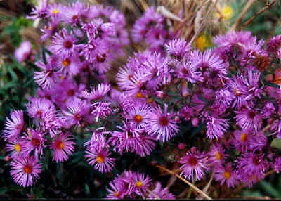 New England Aster Seeds ~ Butterfly Garden ~ Perennial ~ theseedhouse ~ 50 Seeds