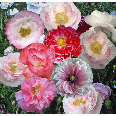 Poppy Seeds - SHIRLEY DOUBLE - Pinks, Scarlet, Rose and Salmon - 50+ Fresh Seeds