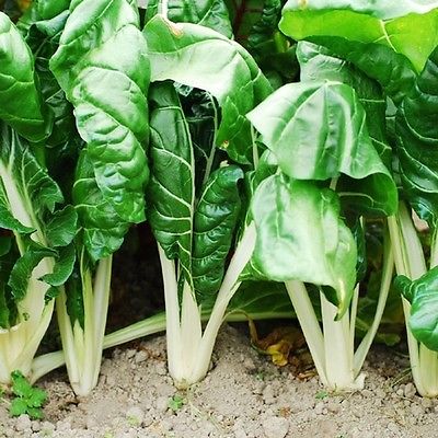 Swiss Chard Seeds - FORDHOOK GIANT - Cold Hardy, Heat Tolerant-NON GMO- 20 Seeds