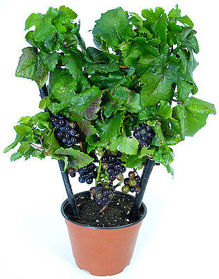 Miniature Grape Vine Seeds - PIXIE - Pinot Meunier - VERY RARE VARIETY- 15 Seeds