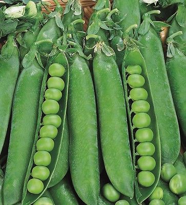 Pea Seeds - MASTERPIECE - Parsley-Like Tendrils, Peas, and Pod Edible - 50 Seeds