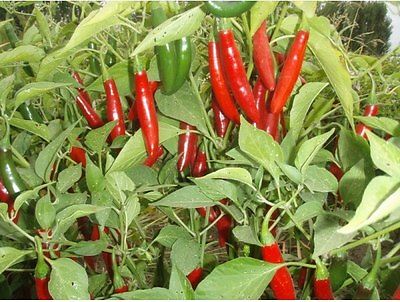 Pepper Seeds - SERRANO TAMPIQUENO - Hot! Hot! Hot!!!!- Vegetable - 20+ Seeds