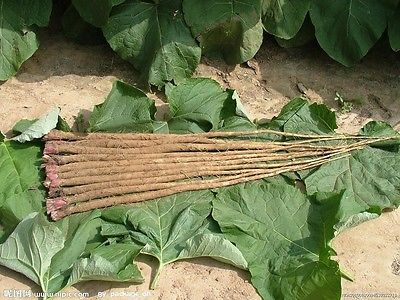 Burdock Seeds - CHIKO - Root Crop Grows Like Carrots - MEDICINAL - 50+ Seeds