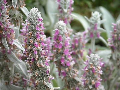 Lamb's Ear (Stachys) Seeds - Wooly Tongue Shaped Foliage - Heirloom - 20+ Seeds