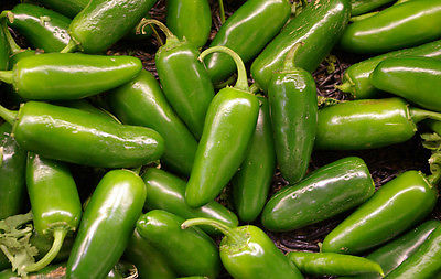 Pepper Seeds - JALAPENO CHILI - Warm, Burning Sensation When Eaten - 20 Seeds 