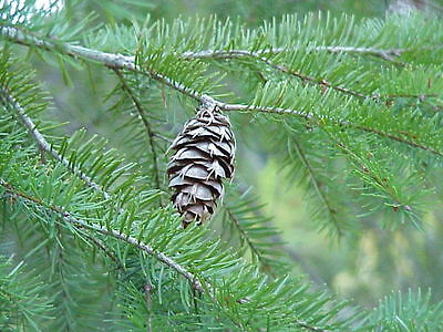 Douglas Fir Seeds - Pseudotsuga Menziesii - Evergreen Tree - Canada - 10 Seeds