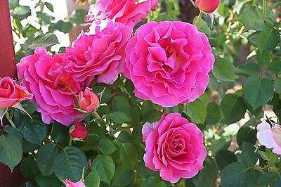 Rose Bush Seeds - GENTLE GIANT -  Hybrid Tea Rose - Beautiful Blooms - 20 Seeds