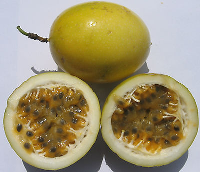 Yellow Passion Flower Seeds - Edible Fruit - Tropical Passiflora Vine - 10 Seeds