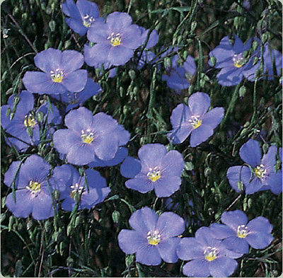Flax Seeds - BLUE - Perennial Herb Wildflower - MEDICINAL - 50+ Seeds 