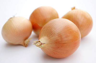 Onion Seeds - RICOCHET - Nice, Round Globe Shaped Bulb - Very Hardy - 50+ Seeds