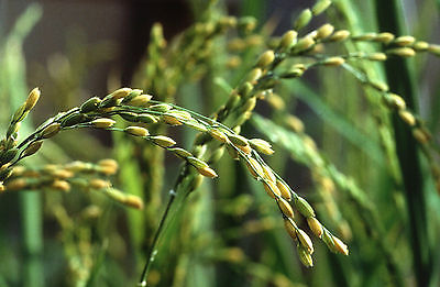 Brown Basmati Rice Seeds - Grow Your Own - theseedhouse - 200 Organic Seeds