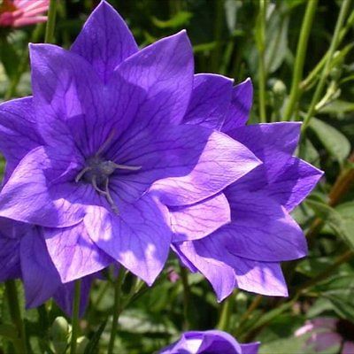 Balloon Flower Seeds - HAKONE DOUBLE BLUE - Canada  - Perennial - 20 Seeds 