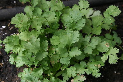 Santo Cilantro - Coriandrum Sativum - MEDICINAL HERB - Easy to Grow - 100 Seeds