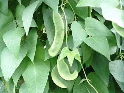 Bean Seeds - *LIMA* - Easy to Grow Indoors or Out - Canada - Organic - 25 Seeds 